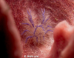 Something is in my EAR! by Brian Law 